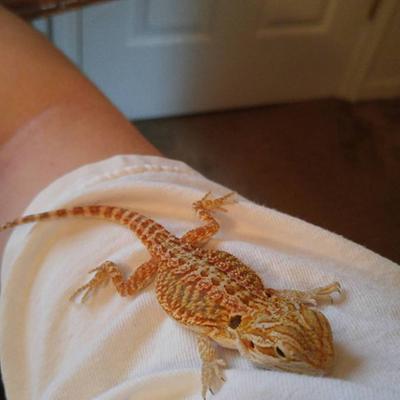 bearded dragon for sale petsmart