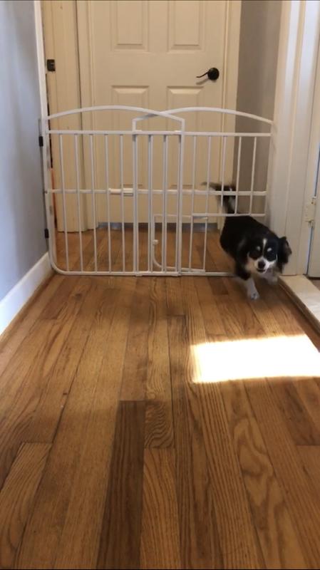 extendable metal pet gate