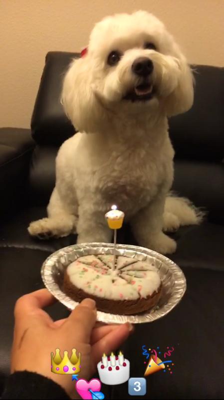 happy birthday dog treat