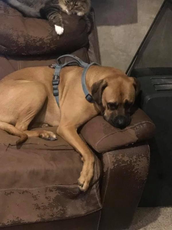 kong waste bag harness chewy