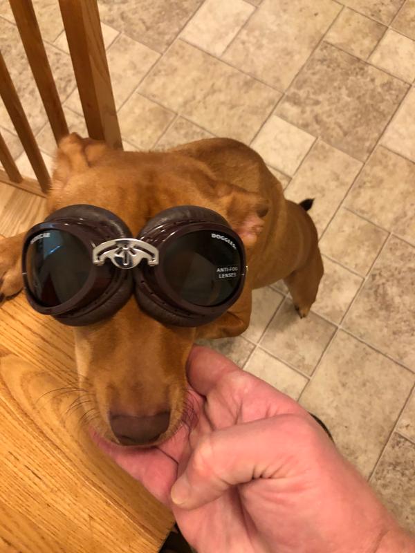 dog sunglasses petsmart