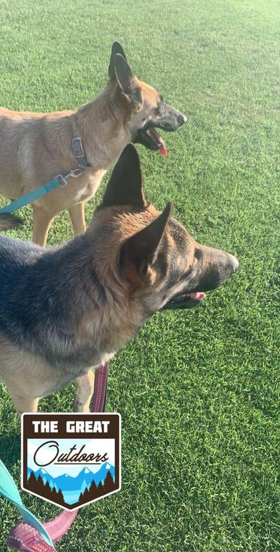 authority pumpkin dog food