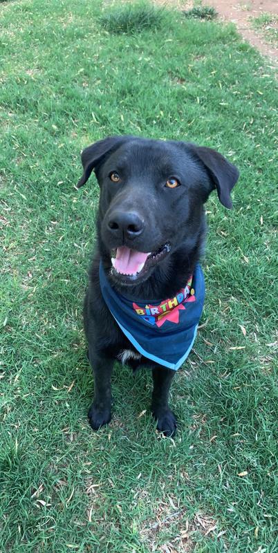 dog first birthday bandana