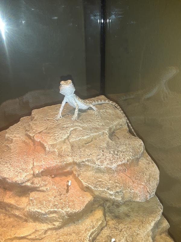 Fancy Bearded Dragon For Sale Live Pet Reptiles Petsmart