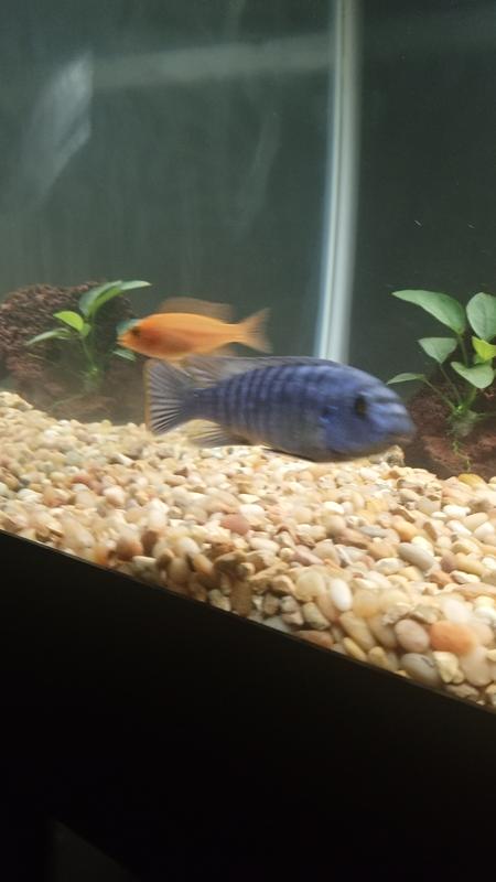 Fish bendazole petsmart hot sale