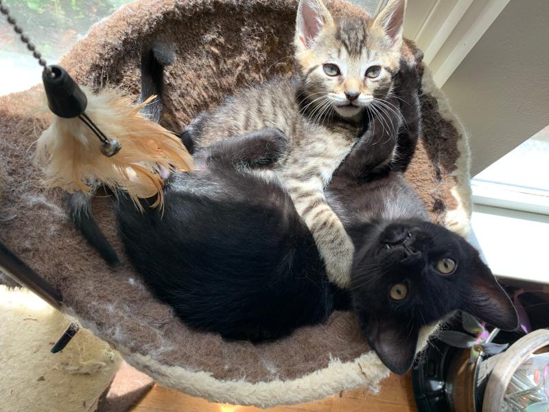 nutro kitten soft loaf chicken