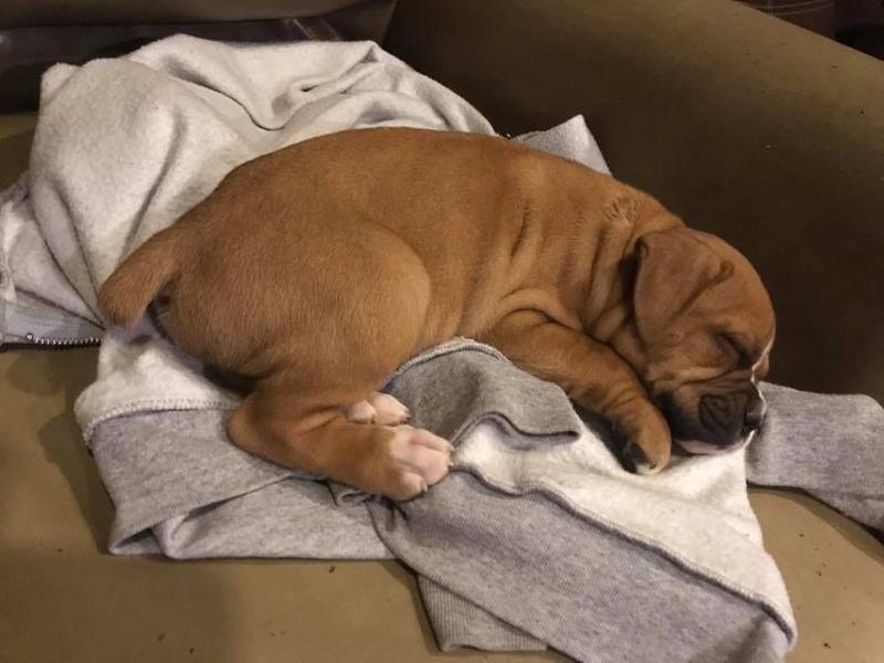 kong dog harness petsmart