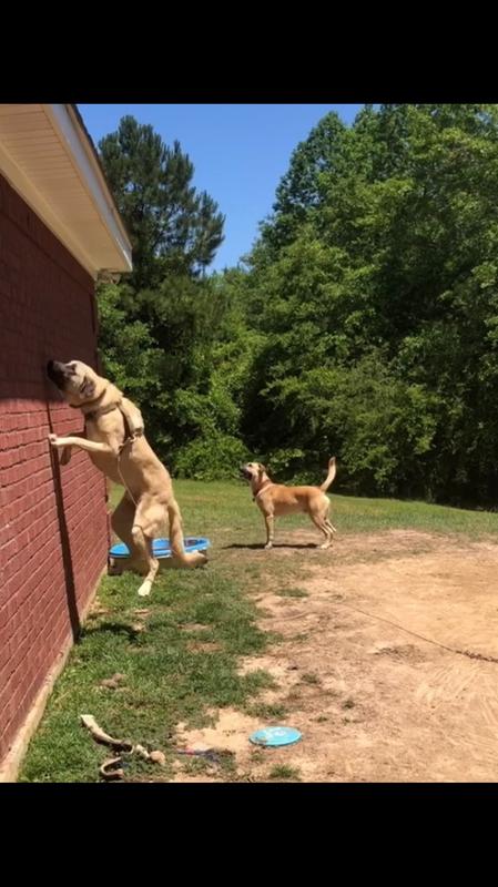 dog tie out cable petsmart