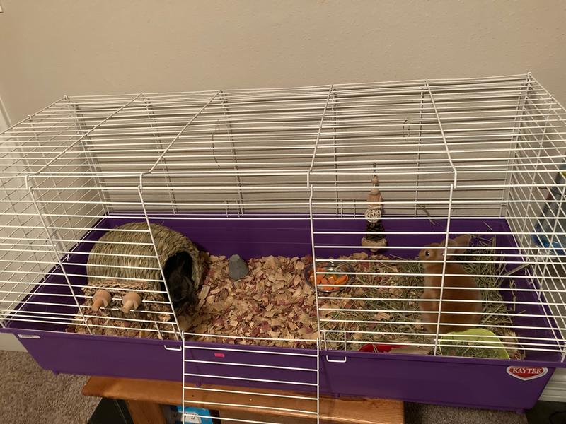 Petsmart guinea pig cages hotsell