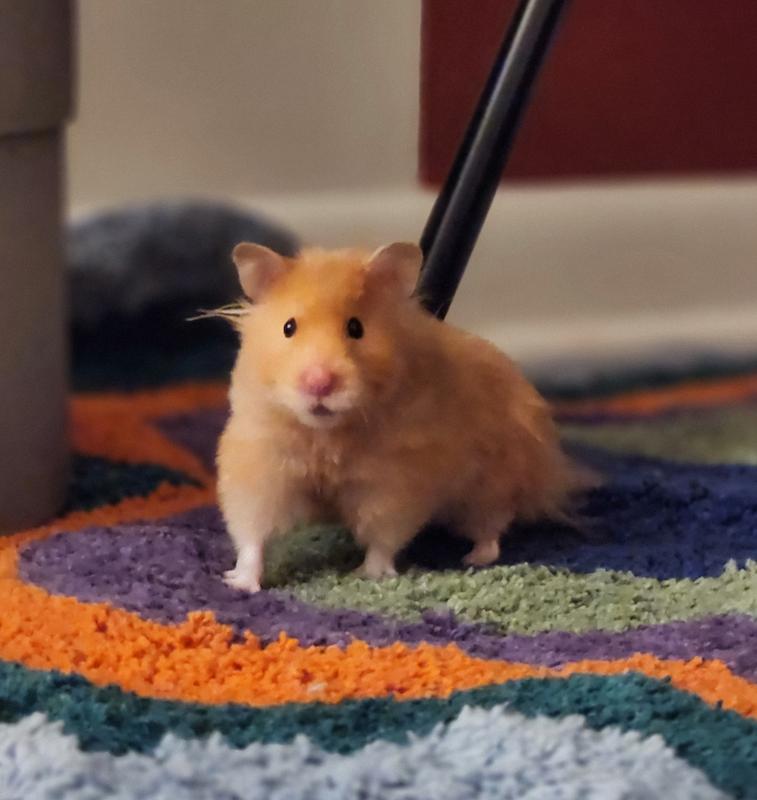 Oldest shops syrian hamster