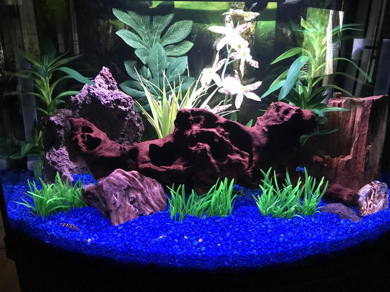 46 gallon bow front aquarium petsmart hotsell