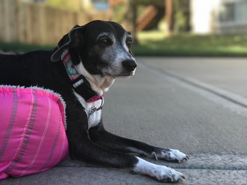 cosequin for dogs petsmart