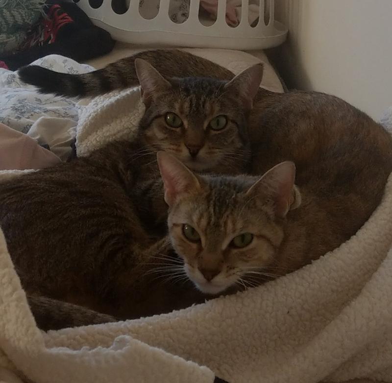 feliway refill petsmart