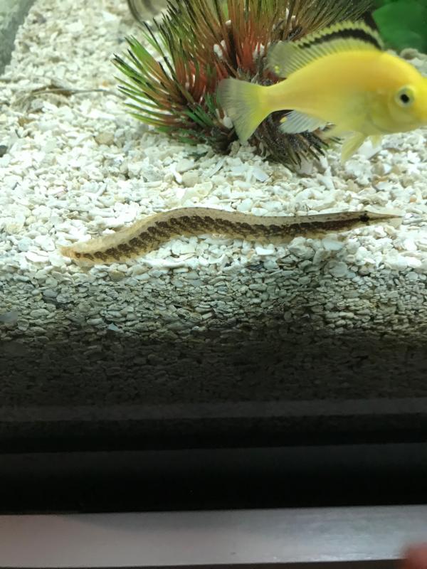 eels for tropical fish tanks