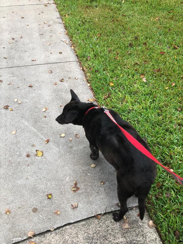 collarless dog trainer