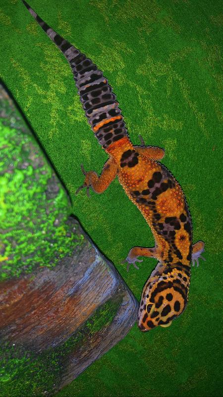 leopard gecko for sale petsmart
