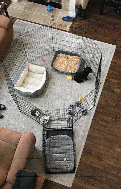 Top paw 2025 24 exercise pen