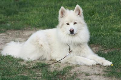 seresto collar dog petsmart