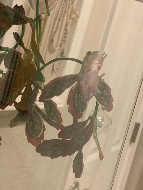 Green Tree Frog For Sale Live Pet Reptiles Petsmart