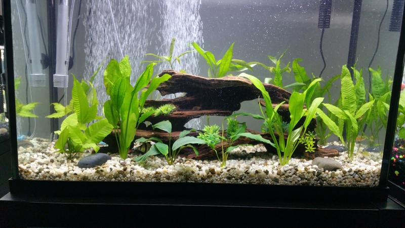 aquarium decorations canada