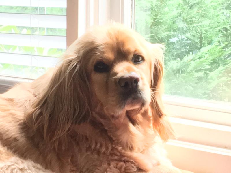 bil jac dog biscuits