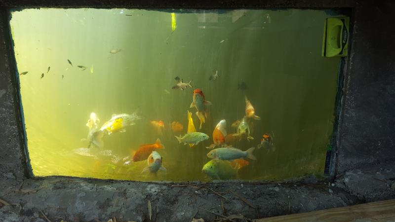 pond fish store near me