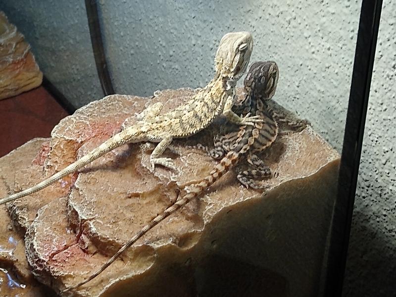 bearded dragon for sale petsmart