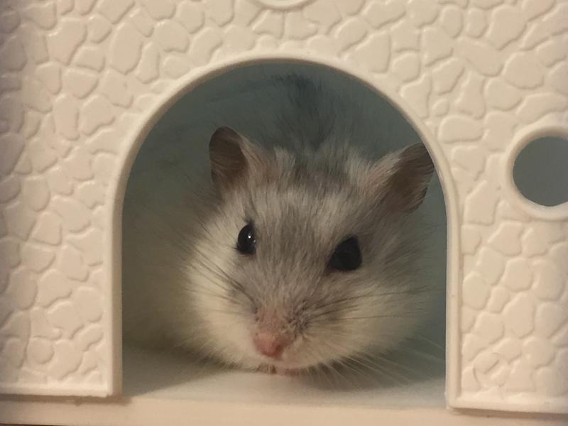 winter white hamster for sale