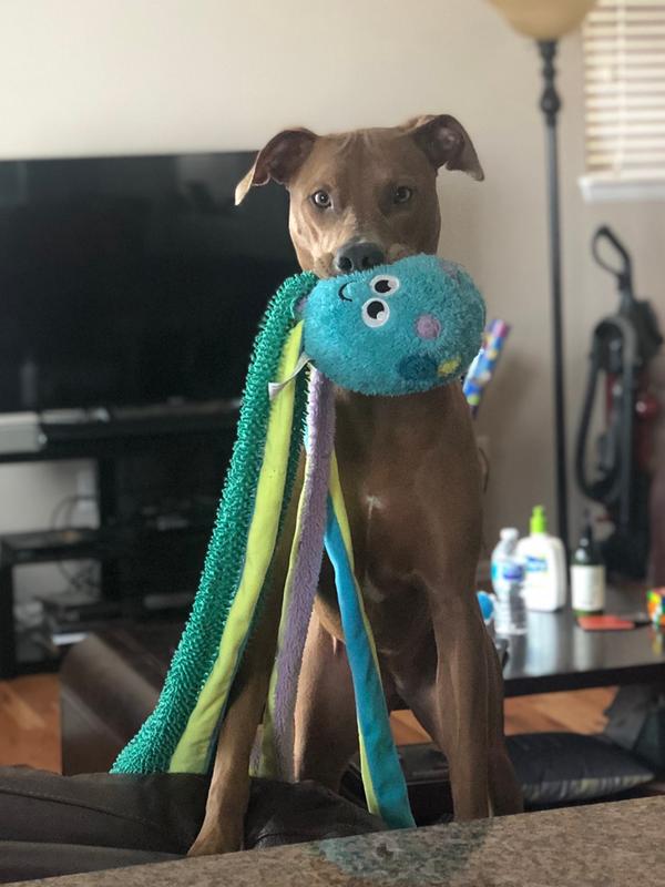 octopus dog toy petsmart