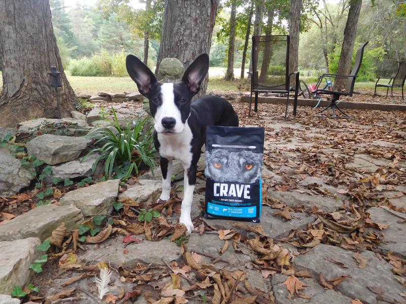 crave dog food petsmart