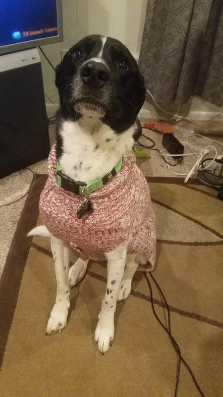 dog tag silencers petsmart