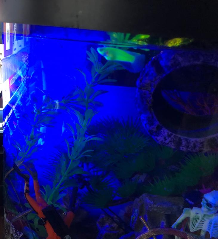 neon tetra petsmart