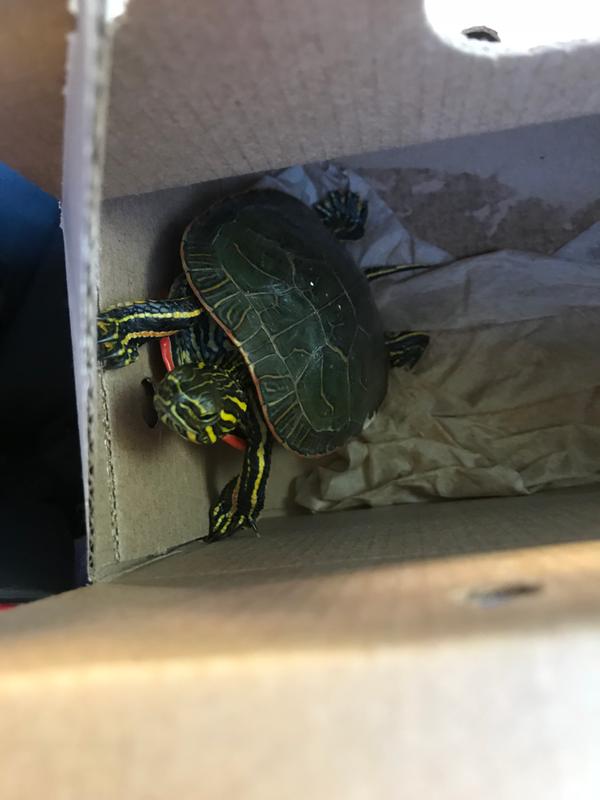 painted turtle for sale at petco