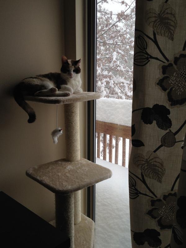 cat window perch petsmart