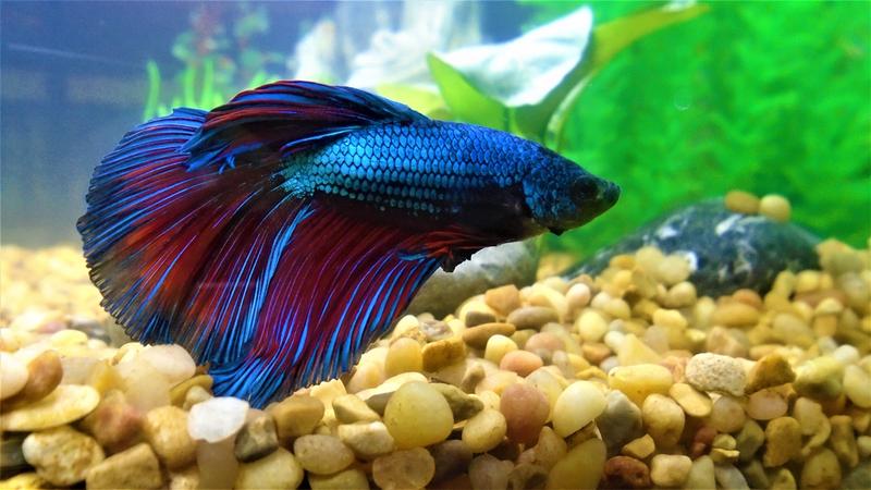 Betta Fish For Sale Petsmart - malaytng