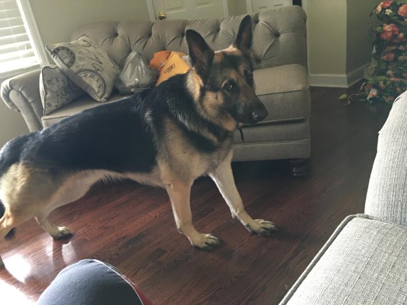 petsmart eukanuba large breed