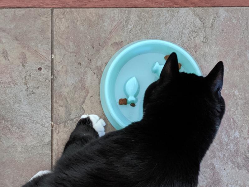 slow feed cat bowl for wet food