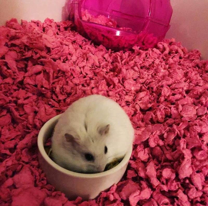 pink hamster bedding