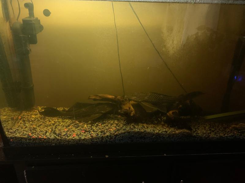 petsmart plecostomus