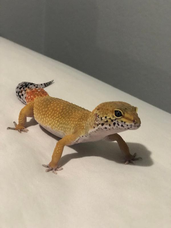 leopard geckos at petsmart