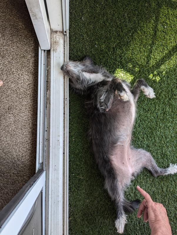 Nutri chomps petsmart online