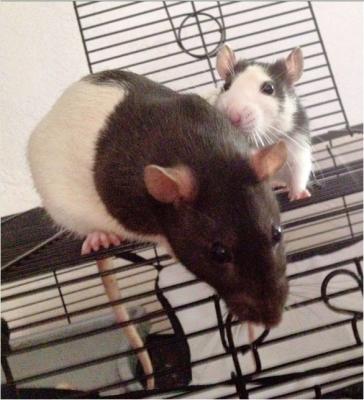 petsmart rats