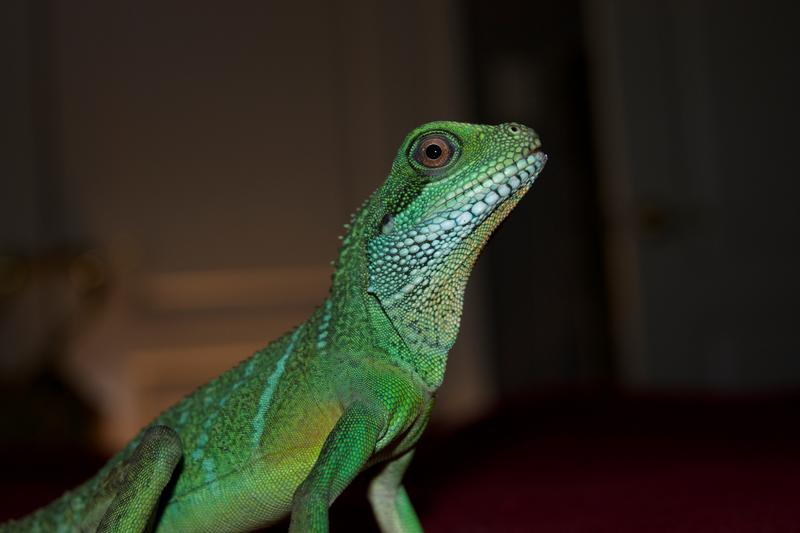 petsmart chinese water dragon