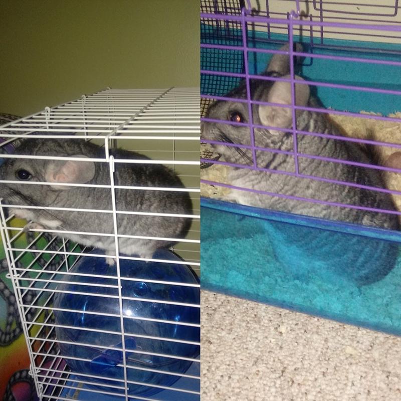 chinchilla sand petsmart