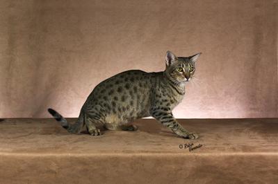 swheat scoop petsmart
