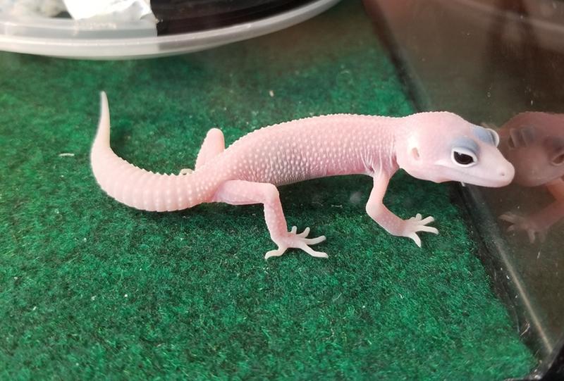 leopard gecko for sale petsmart