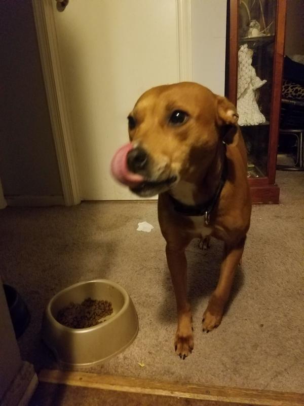 crave dog food petsmart