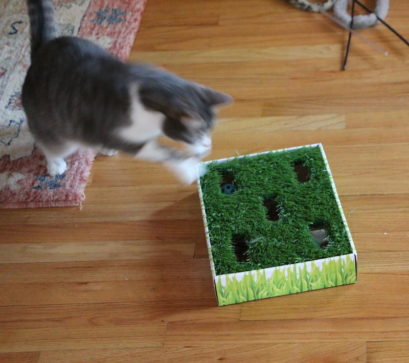 Catstages Grass Patch Hunting Box Cat Toy