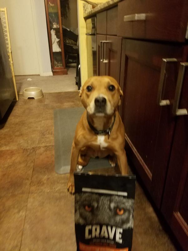 crave dog food petsmart