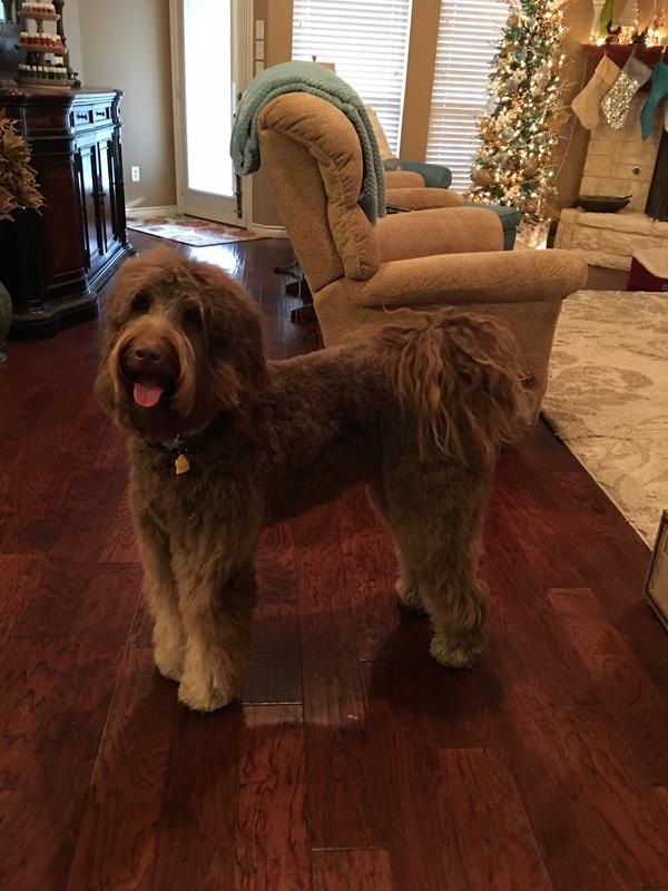 dog detangler spray petsmart